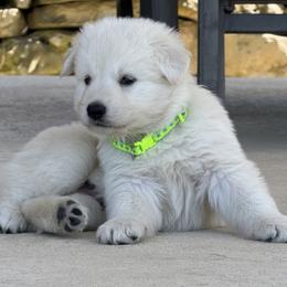 Berger Blanc Suisse and German Shepherd Puppies from Scenic Creek German Shepherds and White Swiss Shepherds