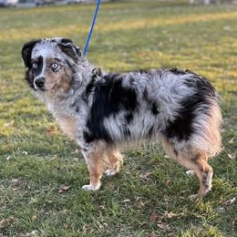 Remi - Toy Australian Shepherd