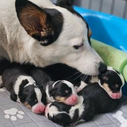Pembroke Welsh Corgis from Dixieland Corgis