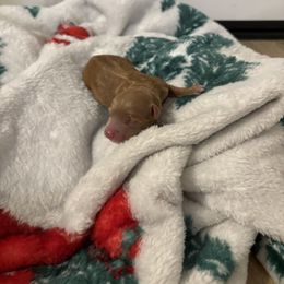 Goldendoodle Puppies from AZ River Doodles