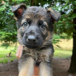 Salsa - Sable Boy - Sable male German Shepherd puppy in Oakland, Oregon from VHM German Shepherds