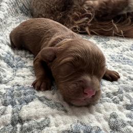 Apple - Red female Cavapoo puppy in Glendale, Arizona from Dashing Dogs