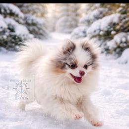 Daphne - Pomeranian