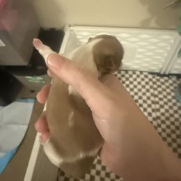 Shih Tzu Puppies from Wood Foo Breeders