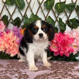 Luna - Tri-color female Cavalier King Charles Spaniel puppy in Hollywood, Florida from World Class Cavaliers