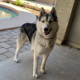 Toby - Siberian Husky
