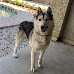 Toby - Siberian Husky