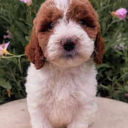 Valentino - Parti male Goldendoodle puppy in Temecula, California from Country Hills Doodles