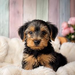 Milo (Ready to go home) - Black and tan male Yorkshire Terrier puppy in Broxton, Georgia from More Than Family