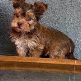Rollo - Gold male Yorkshire Terrier puppy in Cape Coral, Florida from Katherine’s Yorkies and Poodles
