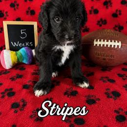 Stripes - Black and white male Sheepadoodle puppy in Glen Rose, Texas from Clevenger’s Sheepadoodle Fur Baby Farm