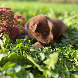 Girl 2 - Red & white female Miniature Australian Shepherd puppy in Priest River, Minnesota from Offgrid Aussies