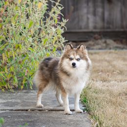 Bella - Pomsky