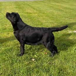 Dumpling - Labrador Retriever