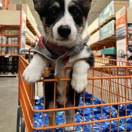 Pembroke Welsh Corgi Puppies from S7 Corgis and Chaos