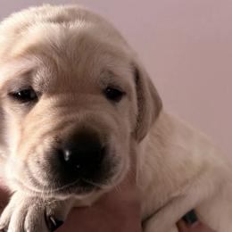 Labrador Retrievers from Willow Creek Labradors