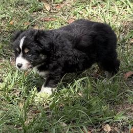 Teddy - Black tri-color male Australian Shepherd puppy in Orlando, Florida from Skaky Shepherds