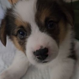 Red collar boy - Black and tan male Pembroke Welsh Corgi puppy in Machipongo, Virginia from Corgis on the Shore