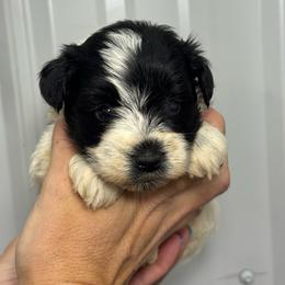 Jenna - Purple Girl - Parti female Miniature Schnauzer puppy in Oneonta, Alabama from Murphree Valley Kennels