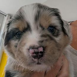 Snickers - Blue merle male Miniature Australian Shepherd puppy in Crockett, Texas from Pleasant Grove Aussies