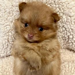 Raya - Chocolate sable female Pomeranian puppy in Bentonville, Arkansas from Hummingbird & Fox
