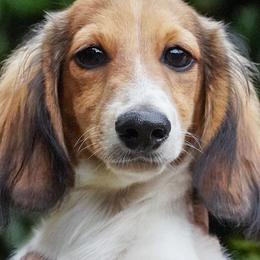 Pinto - Cream male Dachshund puppy in Inverness, Florida from Royalworth Kennel