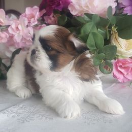 French Bulldog and Shih Tzu Puppies from French Bulldogs Planet