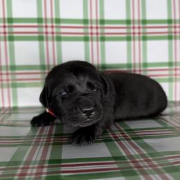 Male - Black male Labrador Retriever puppy in Sherrard, Illinois from Gochee Labs