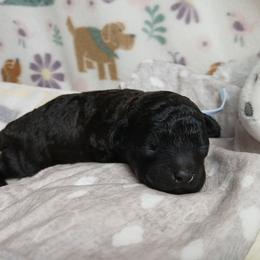 Kolter - Silver male Havapoo puppy in Blanch, North Carolina from Faithful Hearts Kennel