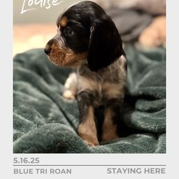 Louise - Tri-Roan female English Springer Spaniel puppy in Arcadia, Florida from Redemption Fields Springer Spaniels