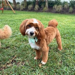 Lucy - Goldendoodle