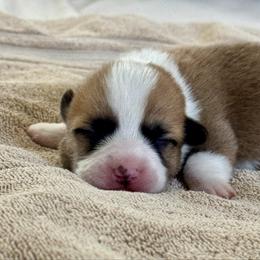 Willem - Red male Pembroke Welsh Corgi puppy in Brashear, Texas from Sherwood Acres Pembrokes