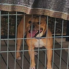 Geniva - Staffordshire Bull Terrier