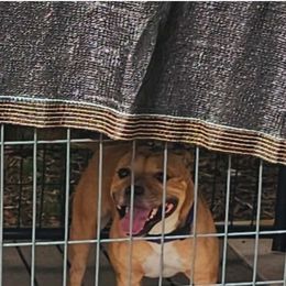 Geniva - Staffordshire Bull Terrier