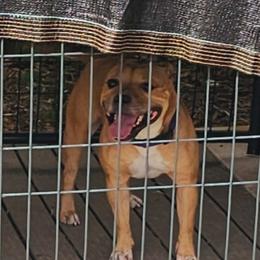 Geniva - Staffordshire Bull Terrier