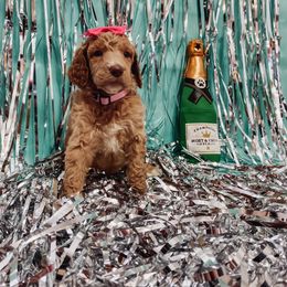 Poodle Puppies from LL Poodles On Tap