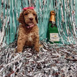 Poodle Puppies from LL Poodles On Tap