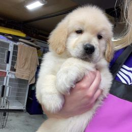 Golden Retriever Puppies from ERSA Acres Golden Retreivers