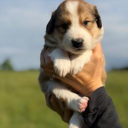 Angus - Sable and white male Old Time Scotch Collie puppy in Hogansville, Georgia from Goshen Highlands