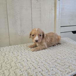 Duncan - Red male Cavapoo puppy in Floyd, Virginia from Hearts and Paws Poodles and Doodles