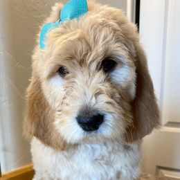 Bernedoodles, Goldendoodles, and Poodles from Dinoland Doodles