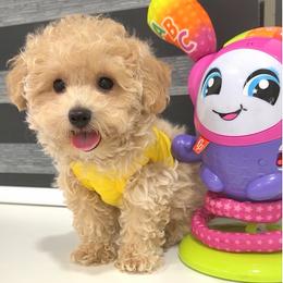 Honey Bear - Apricot male Maltipoo puppy in Spring, Texas from GlamPaw Maltipoos