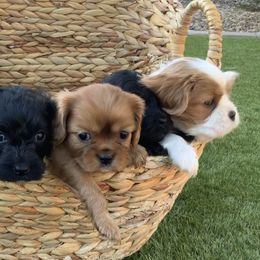 Cavalier King Charles Spaniel puppies from Catella Cavaliers and Cavapoos