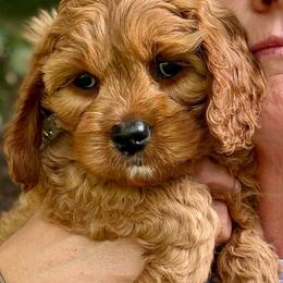 Cinnamon - Red female Cavapoo puppy in Mona, Utah from Hearts Full of Puppies
