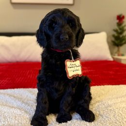 Winifred - Black female Labradoodle puppy in Adams, Nebraska from Boxcar Doodles and Poodles