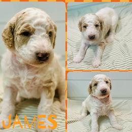 James - Parti male Goldendoodle puppy in Pasadena, Texas from Toledo Creek Doodles