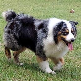 Australian Shepherds from Southern Valley Aussies