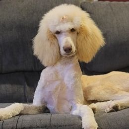 Lila - Poodle