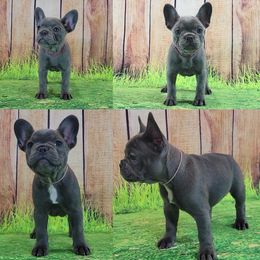 Bulldog and French Bulldog Puppies from JuneBug Bullies