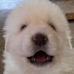 Maremma Sheepdogs from JT Little Critter Farm